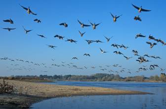 Vorschaubild Vogelzug: Schwarm Gänse fliegt flach über die Elbe und die Elbtalaue des Biospährenreservates Flusslandschaft Elbe zum Herbst und Winter