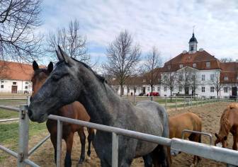 Vorschaubild Englisches Vollblut, mehrere Pferde auf einer eingezäunten Koppel inmitten des Brandenburgischen Haupt- und Landgestüt Neustadt (Dosse) im Frühling