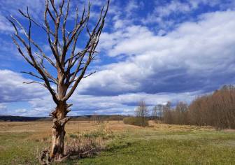 Vorschaubild Ein kahler Baum auf einer vertrockneten Wiese mt blauem Himmel umgeben von Bäumen.