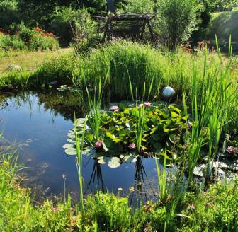 Vorschaubild naturnaher Teich mit Seerosen und Garten mit Silberhaargras und Klatschmohn im Heilkunstgarten Zempow im Sommer