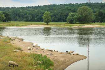Vorschaubild Schafe grasen oder liegen im Sand am Ufer der Elbe und genießen den Sommertag