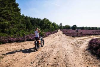 Vorschaubild Radfahrerin mit Fatbike auf Sandpiste inmitten der Kyritz-Ruppiner Heide, wo hier im Spätsommer Callunaheide lilafarben blüht