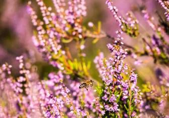 Vorschaubild Biene fliegt auf eine blühende lilafarbene Callunaheide in der Kyritz-Ruppiner Heide zu