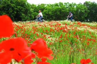 Vorschaubild Radfahrer passieren ein blühendes Blumenbeet mit Mohn und Gänseblumen sowie Gräsern