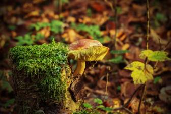 Vorschaubild Ein Pilz wächst aus einem bemoosten Stamm im Wald, darunter liegt Laub.