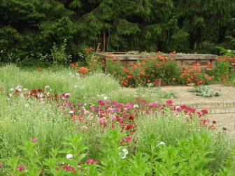 Vorschaubild zum Tag der Offenen Gärten öffnet der Garten von Thomas Schröder mit Hochbeet zwischen Mohn, Gräsern und Nelken