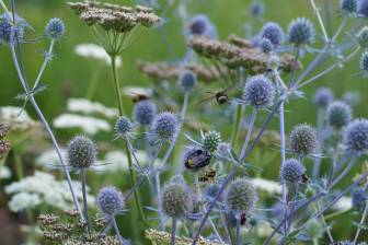 Vorschaubild Zum Tag der Offenen Gärten öffnet die Gärtnerei Teske mit Disteln, zwischenen denen Bienen und Käfer zu sehen sind