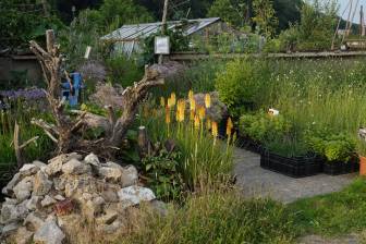 Vorschaubild Zum Tag der Offenen Gärten öffnet die Gärtnerei Teske mit Staudengewächsen, Gräsern und einem Gewächshaus