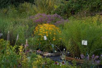 Vorschaubild Zum Tag der Offenen Gärten öffnet die Gärtnerei Teste mit mehreren Blumenbeeten in Holzfassung, unter anderem mit Sonnenhut