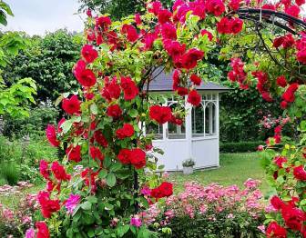 Vorschaubild Zum Tag der Offenen Gärten öffnet der Garten der Familie Tolksdorf mit Rosenbogen und einer weißen Pagode neben bunten Blumenbeeten