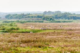 Vorschaubild Wildpferde Liebenthaler Wildlinde grasen in der Elbtalaue im Biosphärenreservat Flusslandschaft Elbe Brandenburg im Sommer 